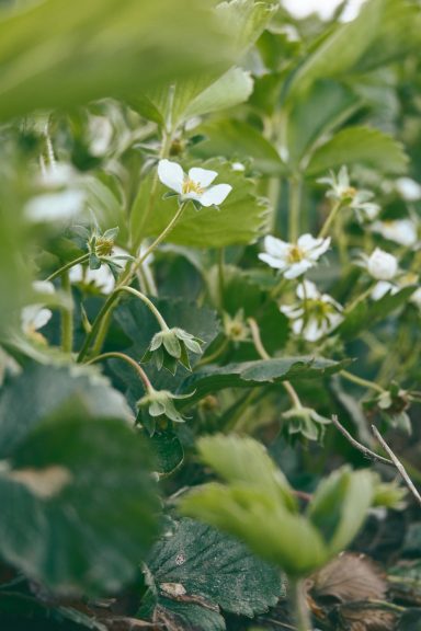 Erdbeerblüten Obsthof Walser