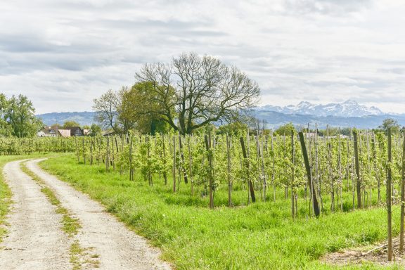 Obstplantagen mit Bergsicht Obsthof Walser