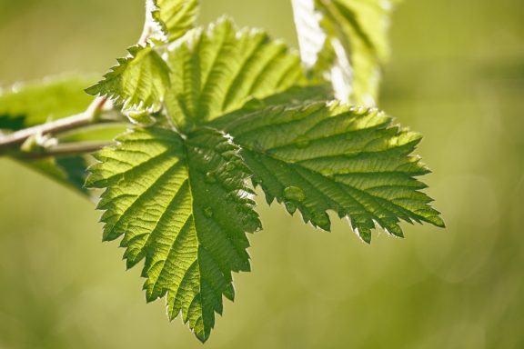 Brombeerblatt Obsthof Walser