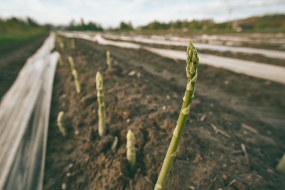 Grüner Spargel Obsthof Walser