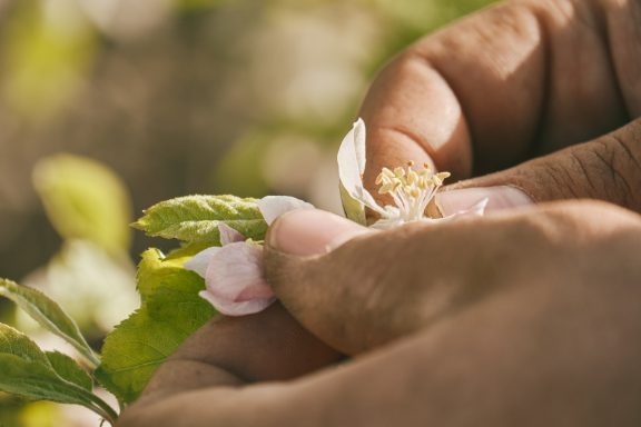 Apfelblüte in Händen - Obsthof Walser