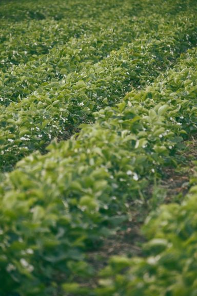 Erdbeerplantage Obsthof Walser